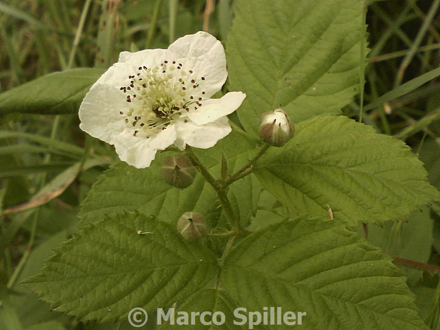 Rubus sp.